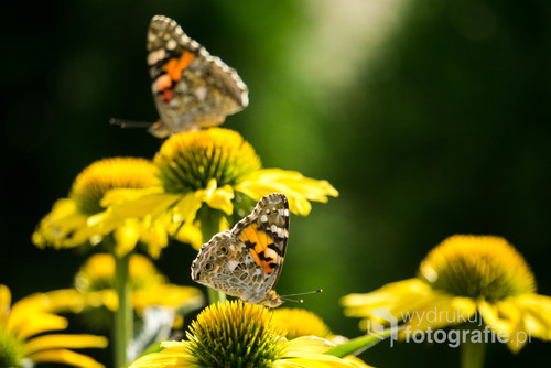 Motyle upajające się w aromacie kwiatowego nektaru.