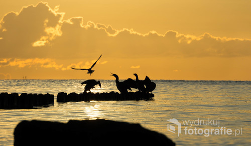 Wyczekujące wschodu słońca kormorany walczą o najlepsze pozycje na falochronie. Zdjęcie zrobione w Gdyni Redłowo w piękny złoty poranek.