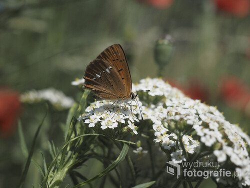 Motyl pośród kwiatów