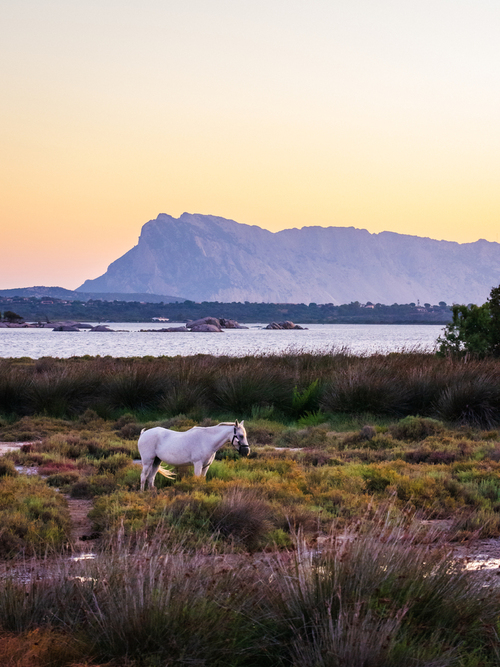 Zdjęcie zostało zrobione na Sardynii. Tuż przed wschodem słońca. Nie daleko tego miejsca jest jest hodowla koni. Tutaj jeden z nich musiał zostać na noc poza zagrodą.
