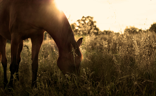 Zdjęcie, będące częścią projektu WILD SPIRITS (Unikalne portrety zwierząt na łonie dzikiej przyrody, 
ukazujące niezwykłe piękno ich prawdziwej natury). Hipnotyczny zachód lipcowego słońca, błoga cisza, harmonia prostych chwil...