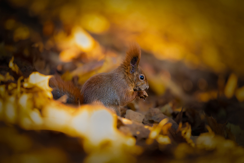 Zdjęcie, będące częścią projektu WILD WONDERS (Niezwykłe portrety zwierząt na łonie dzikiej przyrody, ukazujące prawdziwe piękno ich dzikich serc). Wiewiórka na złotym, jesiennym dywanie.