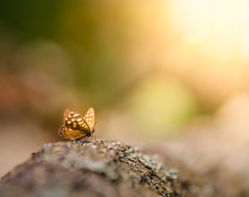 Zdjęcie, będące częścią projektu WILD WONDERS (Niezwykłe portrety zwierząt na łonie dzikiej przyrody, ukazujące prawdziwe piękno ich dzikich serc). Motyl o wschodzie słońca w Białowieskim Parku Narodowym. Emanująca spokojem zatrzymana chwila.