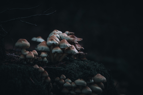 Zdjęcie grzybów wyrastających na zboczu starego pnia drzewa. Gra światła sprawiła doskonały obraz.