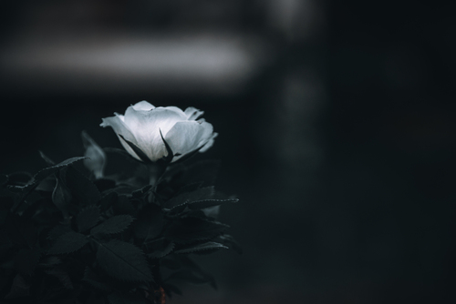 Fotografia przedstawia ujęcie białej róży wykonanej w technice portretowej z zachowaniem odpowiedniej głębi ostrości. Zdjęcie jest w klimacie ciemnym, spokojnym.