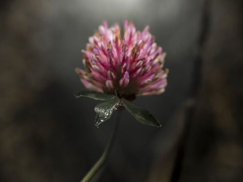 Zdjęcie polnego kwiatka w miękkim świetle