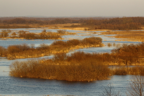 Fotografia przedstawia rozlewiska rzeki Biebrzy w Burzynie. Było to jedno z ulubionych miejsc fotograficznych Wiktora Wołkowa.