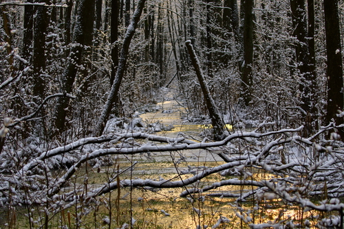 Fotografia przedstawia zamarznięty kanał w bagiennym lesie olszowym mieniący się złotem.