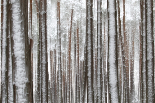 Fotografia przedstawia las sosnowy pokryty śniegiem. Zdjęcie zostało celowo poruszone, aby nadać mu efekt rozmycia.