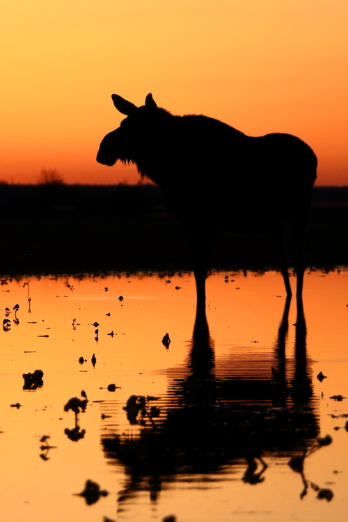 Fotografia przedstawia łosia nad rozlewiskami Biebrzy o zachodzie słońca. Zdjęcie zostało zrobione na zalanej łące pełnej kaczeńców (knieć błotna), które są wiosennym przysmakiem łosi.