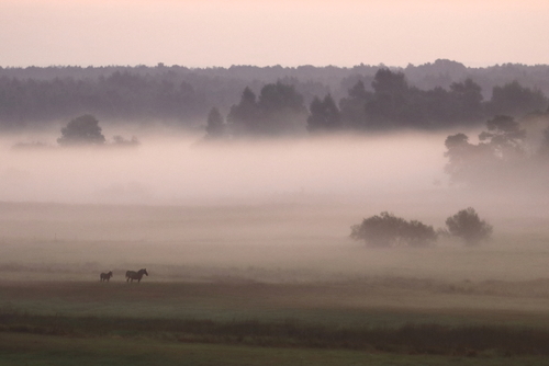 Fotografia przedstawia sierpniową dolinę Biebrzy spowitą mgłą.