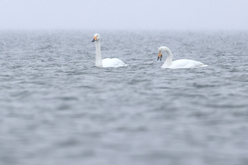 Para łabędzi krzykliwych w Zatoce Puckiej podczas śnieżycy