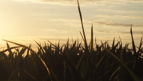 Fotografia przedstawia pole kukurydzy ukazane w wieczornym blasku letniego słońca. 