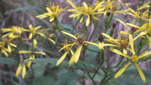 Kiedy zobaczyłam żółte kwiaty w środku lasu w Sudetach od razu sięgnęłam po aparat, aby zachować ich obraz na dłużej. 