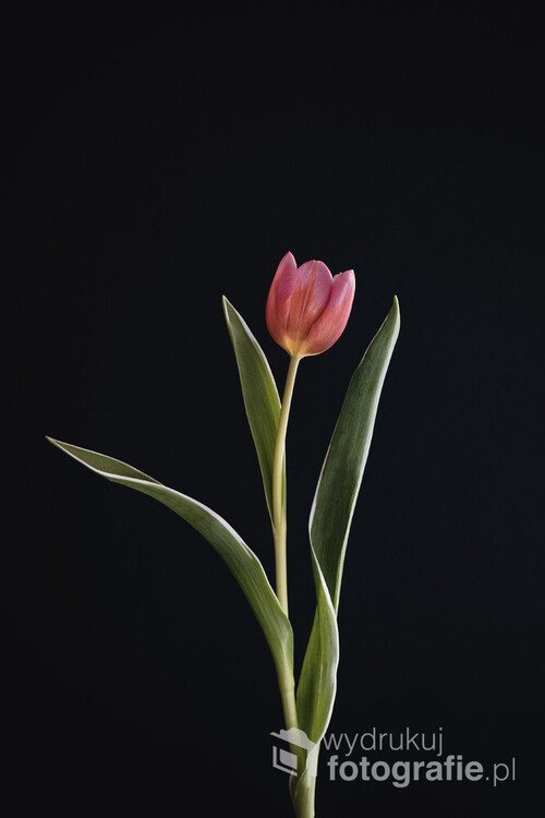 minimalistyczny tulipan