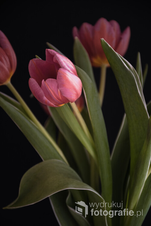 Minimalistyczne tulipany 2