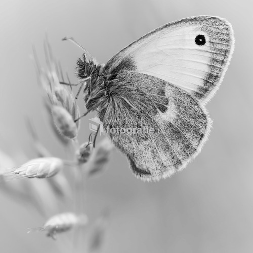 Czarno-białe zdjęcie bardzo popularnego i kolorowego motyla w tym przypadku jest ucieczką od banału i chęcią przedstawienia interesującej faktury obiektu.