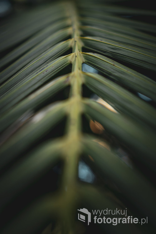 Zdjęcie makro liścia palmowego