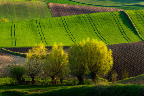 Mnogość wiosennych odcieni koloru zielonego oczarowuje widza. Hipnotyzujący widok abstrakcyjnego krajobrazu z Ponidzia.