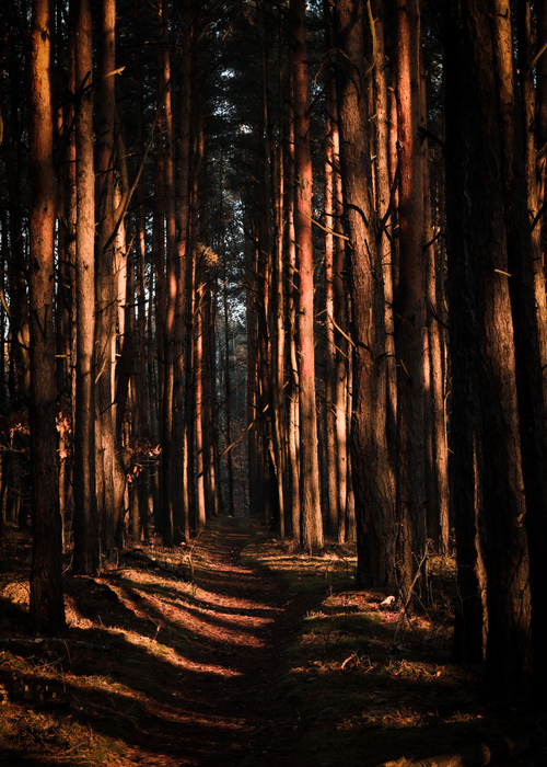Ścieżka pośród drzew stołecznego lasu