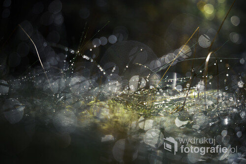 Po deszczu wyszłam na trawnik z aparatem. Zaintrygowały mnie promienie słońca odbijające się w kroplach wody na źdźbłach trawy. Postawiłam aparat na trawie, pod słońce....i taki oto magiczny efekt osiągnęłam :)