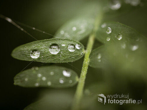 Krople wody utrzymujące się po deszczu na listkach polnej rośliny.