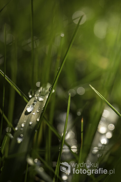 W trawie po letnim deszczu na kaszubskiej łące