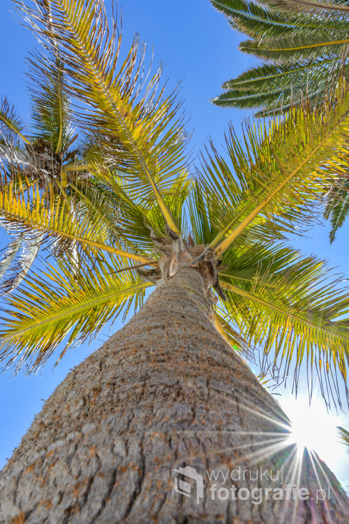 Widok w górę palmy w słoneczny dzień