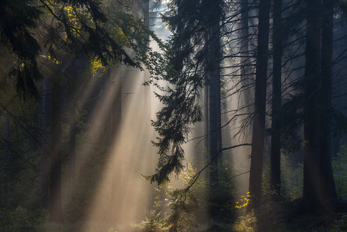Las o wschodzie słońca w Parku Narodowym Góry Stołowe