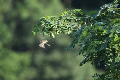 Piegża - gatunek małego ptaka wędrownego z rodziny pokrzewek.