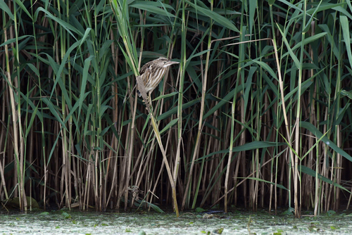 woj. małopolskie
Ptak wędrowny, najmniejszy z rodziny czaplowatych w Europie.
Fotografia przedstawia młodego osobnika czekającego na rodziców z pokarmem.