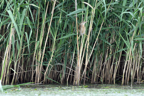 woj. małopolskie
Ptak wędrowny, najmniejszy z rodziny czaplowatych w Europie.
Fotografia przedstawia młodego osobnika czekającego na rodziców z pokarmem.