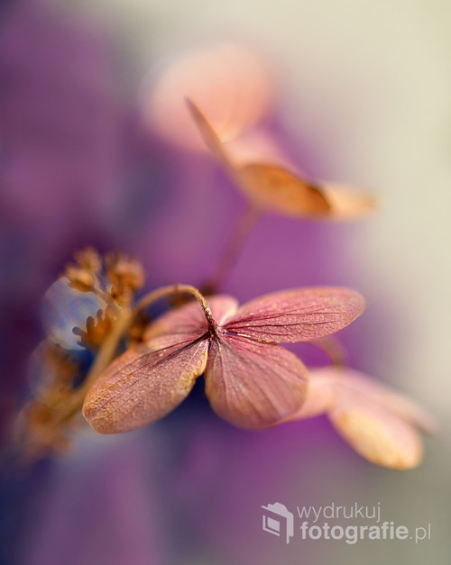 Fotografia została wykonana jesienią. Przedstawia suchy kwiatostan hortensji.