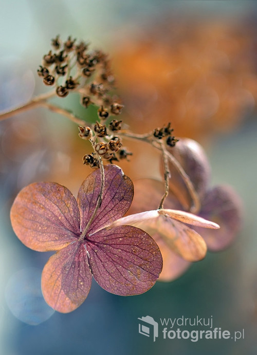 Fotografia powstała jesienią.Przedstawia zasuszone kwiatostany hortensji. Polecane przez magazyn Foto-kurier. Wyróżnione i opublikowane w miesięczniku Foto-kurier jako Najlepsze z najlepszych