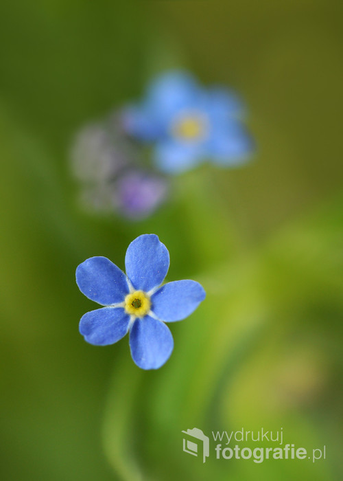 Fotografia została zrobiona w parku.Przedstawia malutkie niebieskie kwiatki, koło których nie można  przejść obojętnie.