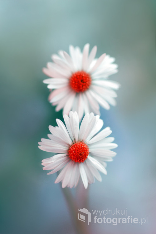 Małe białe kwiatki. Fotografia została wykonana w parku.