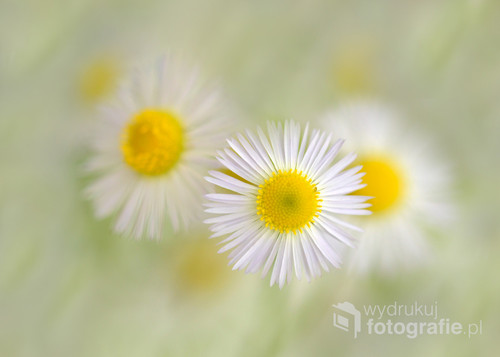 Małe białe kwiatki.