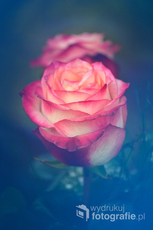 Róża, to mercedes wśród kwiatów.