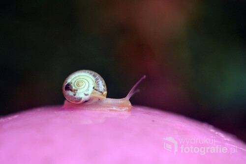 fotografia ślimaka wykonana na płatku kwiatka 