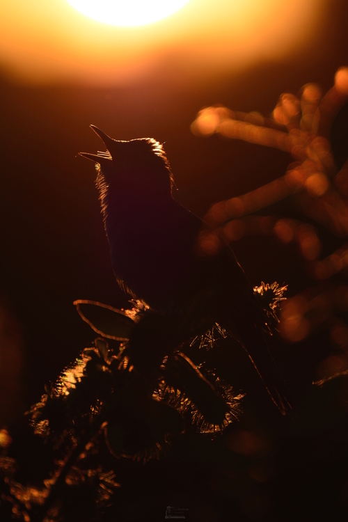 Zdjęcie przedstawia Trzciniak zwyczajnego podczas śpiewu o zachodzie słońca. Zdjęcie wykonałem na sam koniec dnia w którym próbowałem fotografować inne gatunki ptaków żyjące pośród trzcinnowisk