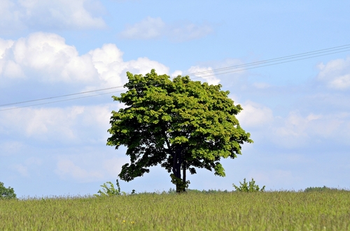 Drzewo Klonu soczyście zielonych liściach zdjęcie wykonano wiosną .