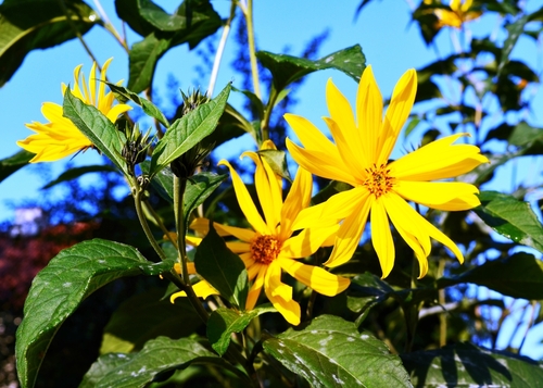 Żółte kwiaty Topinambura na tle błękitnego nieba 