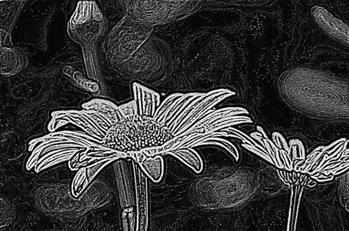 kwiaty Złocienia w formie ilustracji czarno białej 