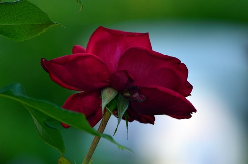 kwiat czerwonej róży na rozmytym tle 