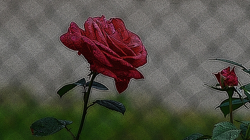 ilustracja róż na tle kratki  