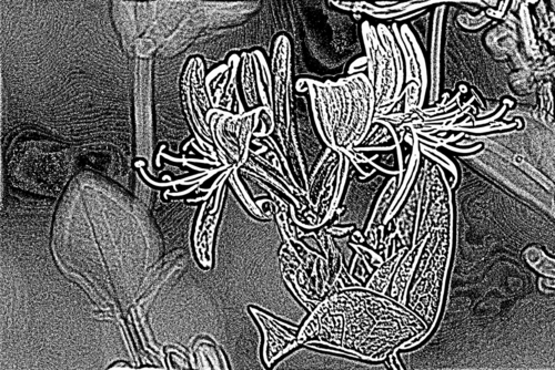 ilustracja monochromatyczna płaskorzeźba pnącza wiciokrzewu 