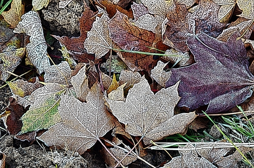 grafika wykonano na podstawie zdjęcia jesiennych oszronionych liści klona.