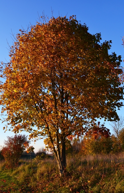 Klon z przebarwionymi jesiennymi liśćmi 