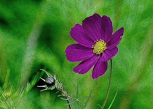 ilustracja na podstawie zdjęcia kwiat koloru bordowo fioletowego kolor oryginalny tak jak i tło 