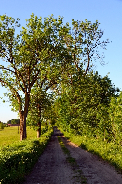 Droga prowadząca do pól uprawnych na skraju wsi 